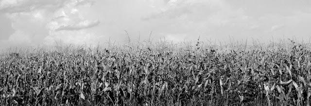 Corn 2012 Hwy 388 Hickory Ridge Studio 