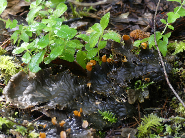 leathery mat of algae and fungus sybyote