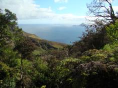 biodiversidad juan fernandez