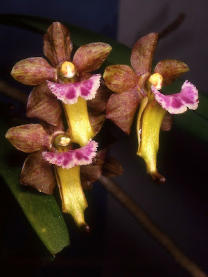 Grow and care Aerides flabellata orchid - The Fan-Shaped Aerides