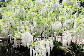 奈良公園 萬葉植物園 藤の花