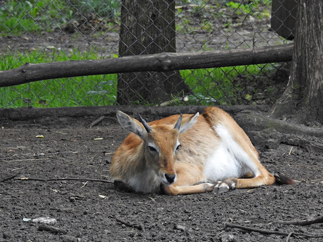 kob liczi wypoczywający w zoo w Nowym Tomyślu