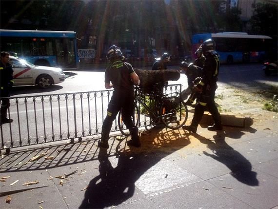 De cómo arreglar una bicicleta utilizando una falsa acacia  (o de los peligros que acechan a un ciclista urbano)