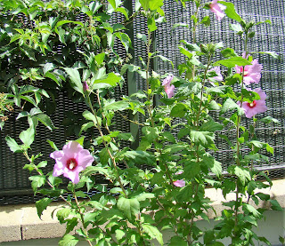 Rosa de Siria o altea "pájaro azul" (Hibiscus syriacus 'Oiseau bleu').