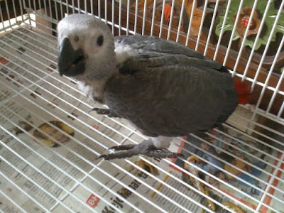 Harga Anakan African Grey Parrot Terlengkap Terbaru 2016