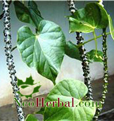 Neo herbal Manfaat Brotowali Untuk Kesehatan