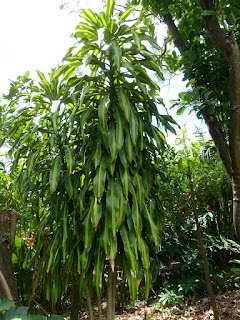 Dragonnier parfumé - Dragonnier d'Afrique tropicale - Dracaena fragrans