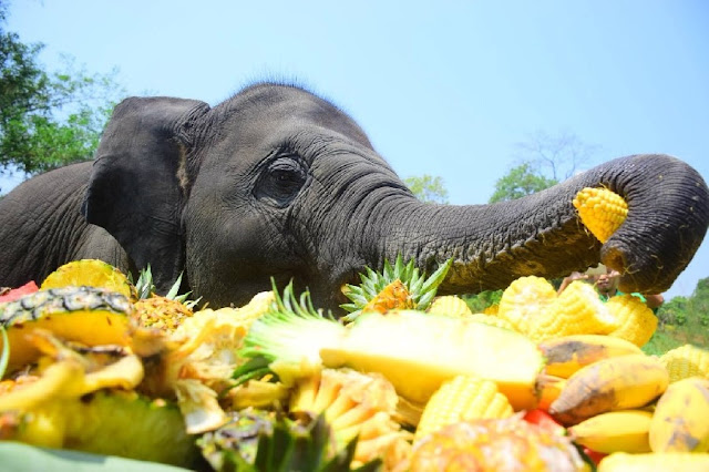 13 มีนาคม วันช้างไทย Thai National Elephant Day หรือ Wan Chang Thai อลังการ ขันโตกช้าง อัดแน่นพืชผักผลไม้