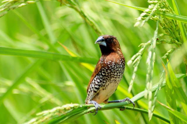 Bondol Peking Lonchura punctulata 