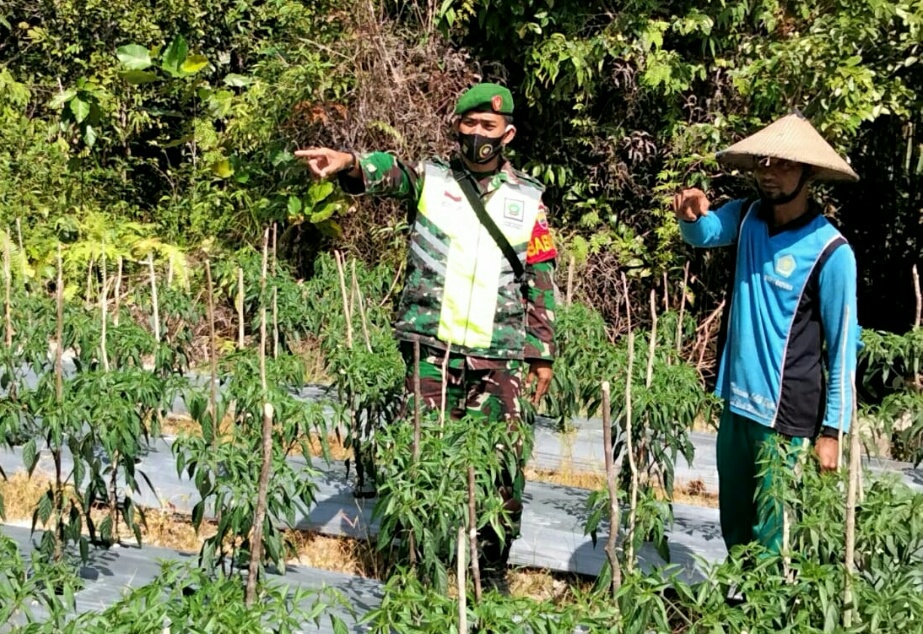 Lakukan Komsos Dengan Petani Warga Desa Tapau, Babinsa Dedi Sumaedi Memberi Support Untuk Meningkatkan Produksi Pertanian