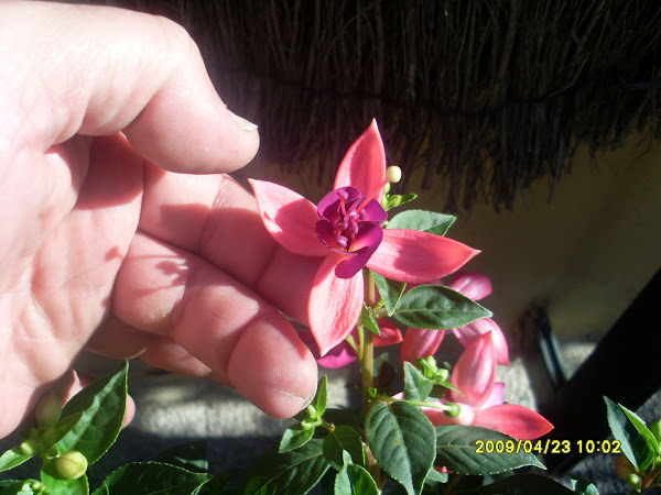 PENDIENTE DE LA REINA ROSA Y MORADO