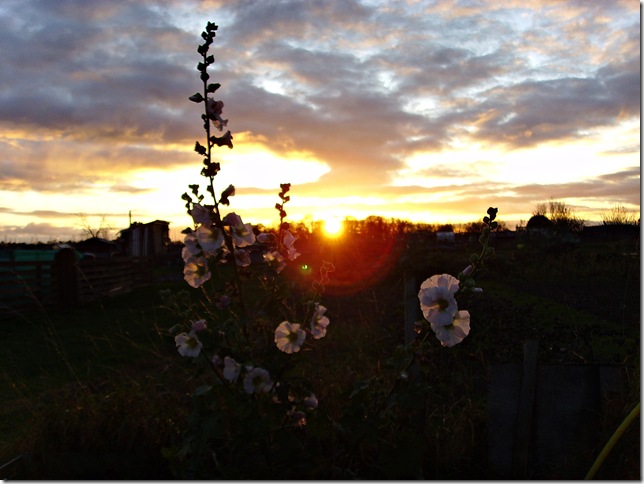 Allotment Heaven sunset