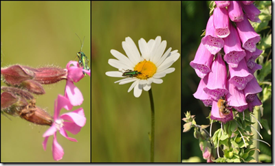 Swollen-thighed Beetle on Red Campion and and Oxeye Daisy and Buff-tailed Bumble bee on Foxglove 