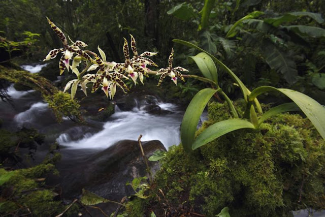 Se todos entendêssemos que mato não é capim, mas que até o capim tem a sua razão de ser e de existir, estaríamos mais abertos a conhecer melhor ou a aprender a admirar a beleza mais que natural das plantas silvestres. 