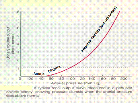 amorphous phosphates in urine. Pressure diuresis (urine)