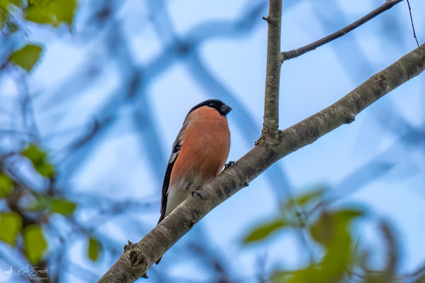 Bullfinch