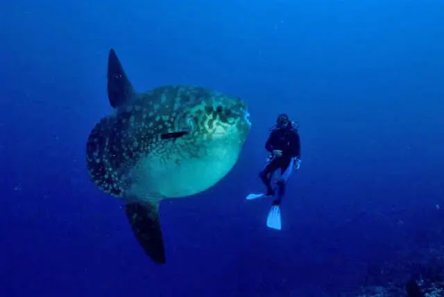 Poisson Lune Poisson Lune Taille Croissance Et Longevite Poissontable Votre Guide Au Monde Des Poissons