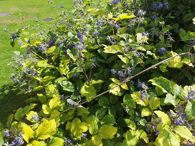 Clematis heracleifolia at Lacock Abbey 