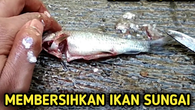 Cara Membersihkan Ikan Segar Kuliner Ikan Segar - Sobat wajib membersihkan ikan dengan cara yang benar sampai bersih sehingga akan memperoleh rasa lezat dan nikmat pada ikan yang di masak.  Menghilangkan bau amis ikan bisa dilakukan dengan mencuci ikan dengan air bersih dan bilas ikan kurang lebih Tiga kali sampai lendir ikan berkurang atau habis.  Agar ikan tetap segar sebelum dimasak tiriskan ikan segar hingga air habis, Jika dirasa ikan masih bau amis bisa tambahkan sedikit air jeruk nipis untuk mengurangi bau amis pada ikan yang sudah dibersihkan.  Ikuti langkah-langkah berikut ini untuk memasak ikan sungai;  Membersihkan ikan segar; Cuci ikan dengan air dingin yang mengalir Bersihkan kotoran ikan, sisik, potong sirip Belah perut ikan dan keluarkan semua isi perut ikan dengan hati-hati agar Empedu ikan tidak hancur di dalam Buang insang ikan sampai bersih Kasih air jeruk nipis atau cuka Bilas ikan dengan air mengalir dan tiriskan sampai air habis. Resep Bumbu Ikan Segar Bahan-bahan; Kunyit Bawang Putih Ketumbar Garam Tepung Cara Meracik Bumbu Ikan Sungai; Kupas kulit kunyit dan kulit bawang putih Haluskan Kunyit, bawang Putih dan garam Masukan ikan dan aduk sampai merata  Tambahkan tepung agar ikan tidak lengket dan ikan akan cepat kering.