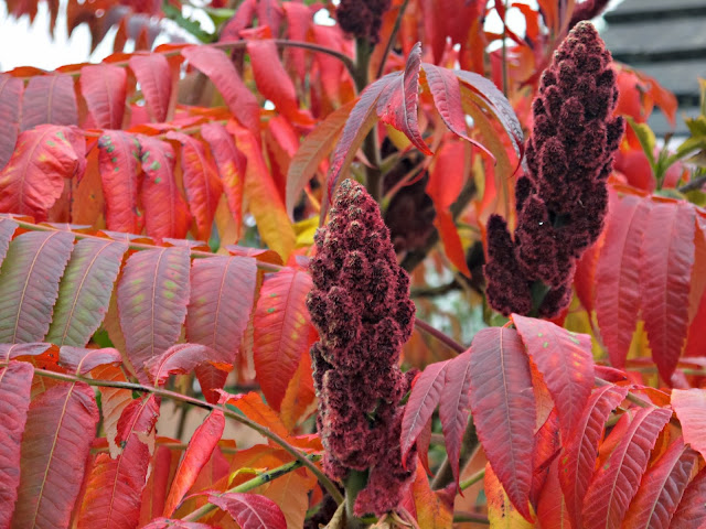 autumn, red leaves