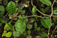 Taxotrophis ilicifolia