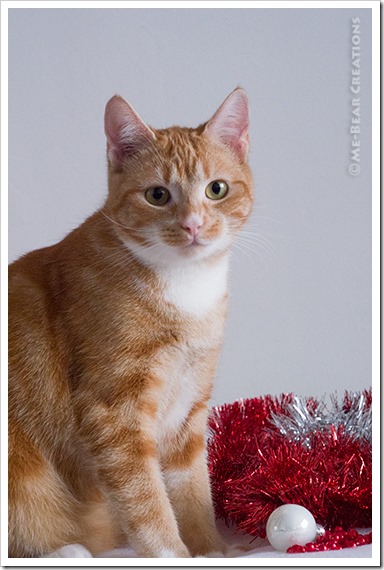 Teddy_Christmas_04