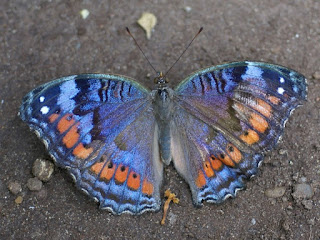 Precis octavia - Junonia octavia