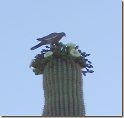 Dove & Saguaro at dawn