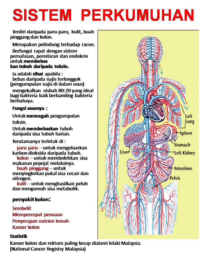 gambar info anatomi manusia  dalam  islam CariGold Forum