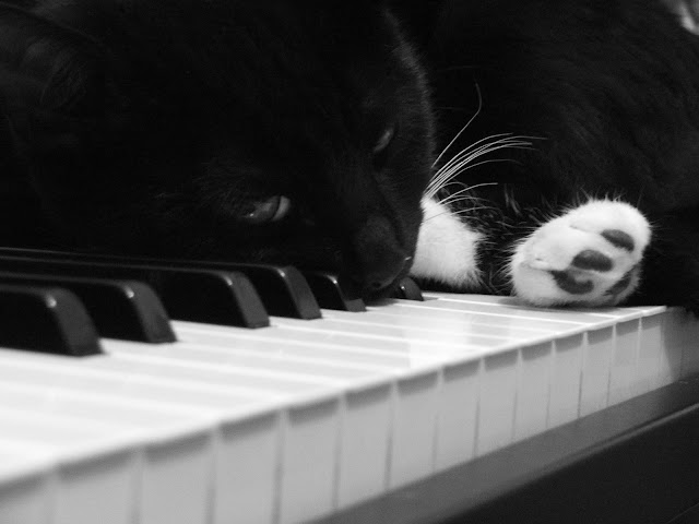 Piano Cat I by Nina A. J. G. from flickr (CC-ND)