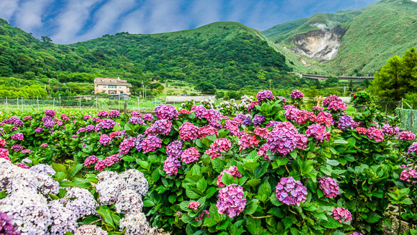 台北北投陽明山竹子湖頂湖財福繡球花園，火山中的繡球花海
