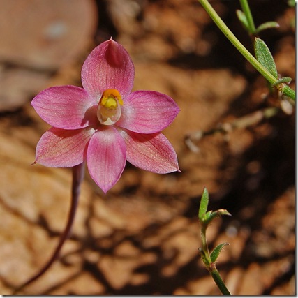 Grampians - salmon sun orchid