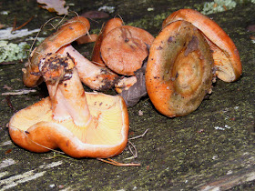 Lactarius.  Indre et Loire, France. Photographed by Susan Walter. Tour the Loire Valley with a classic car and a private guide.