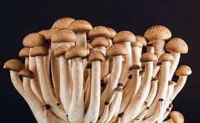 See What Happens When You Eat Mushrooms