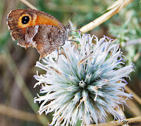 Lobito jaspeado (Pyronia cecilia)