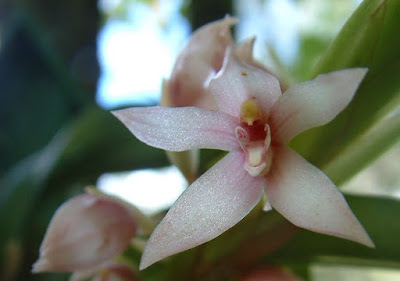 Maxillaria sigmoidea - S Shaped Lip Maxillaria care