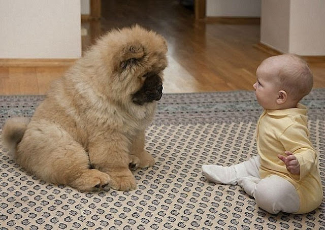 30 funny pictures of cute kids hanging out with animals, kids and animals