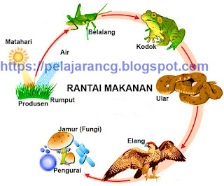 PELAJARAN IPA: RANTAI MAKANAN