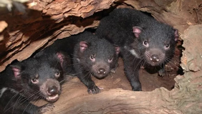 Diavoli della Tasmania, nati cuccioli in Australia: non accadeva da più di 3000 anni