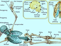 Contoh Soal Dan Jawaban Sendi