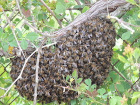 ENJAMBRE DE ABEJAS