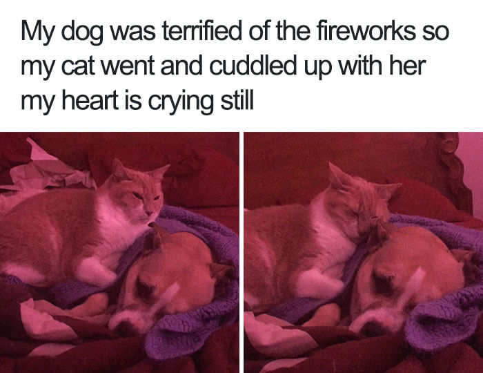 30 Adorable Dog Memes That Will Make Your Day