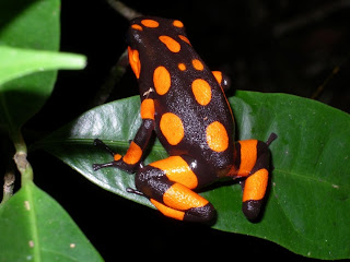 rana dendrobate 