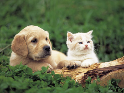 Most Interseting Cute Cats And Dogs