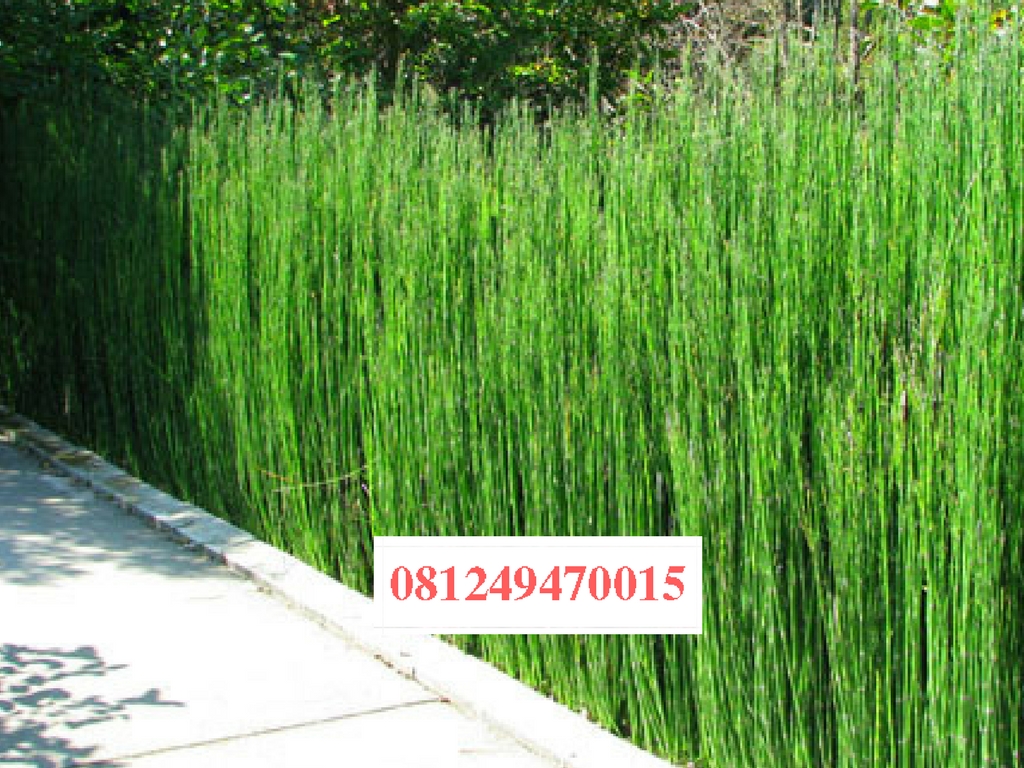  Jual  Tanaman Hias Bambu  Air  Di Palembang jual  tanaman 