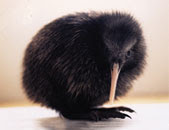 baby kiwi. 