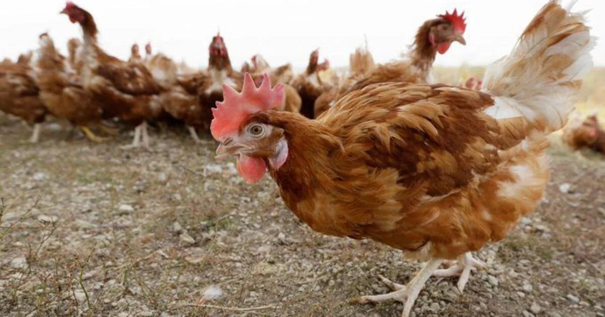 Here We Go: Great Britain Government Requires Home-Grown Chickens to be Registered to Tackle Bird Flu