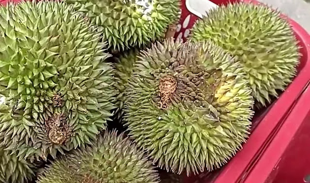 Durian Badugol yang matang dan lezat