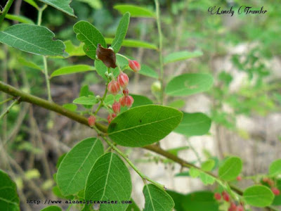 Black-honey shrub, Phyllanthus reticulatus