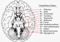 cranial nerve mnemonics